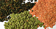Eat Lentil Eat Lentil